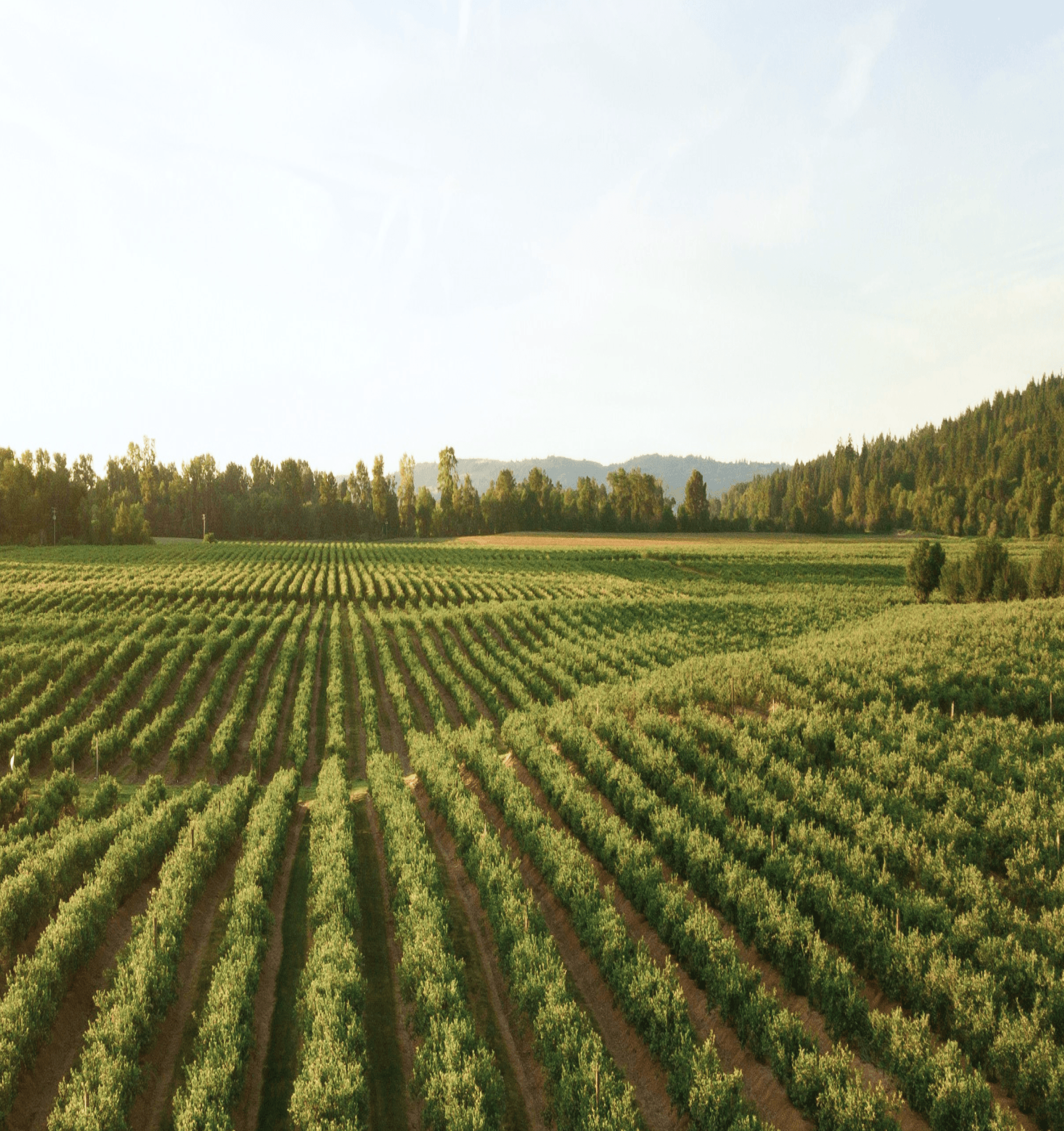 Lot-et-Garonne - Vignes
