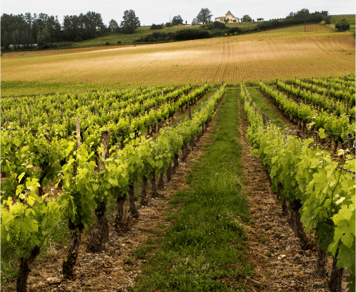 Lot-et-Garonne - Vignes 3