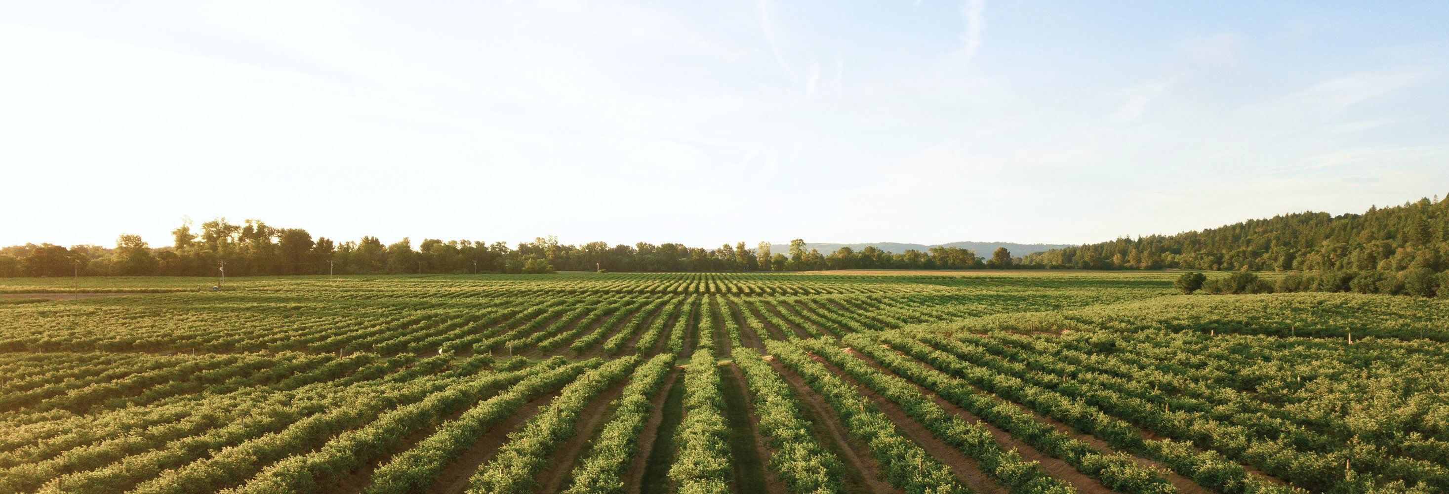 Lot-et-Garonne - Vignes 2