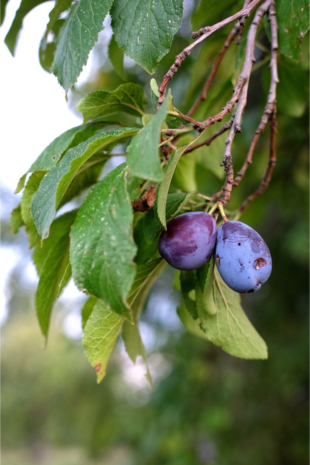 Pruneaux d'Agen